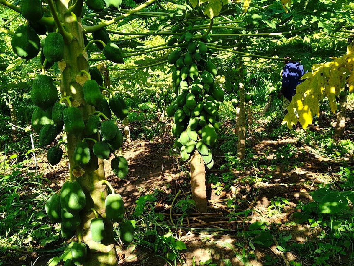Papaya trees heavy with fruit at a local farm near Nguruman Waterfront Resort