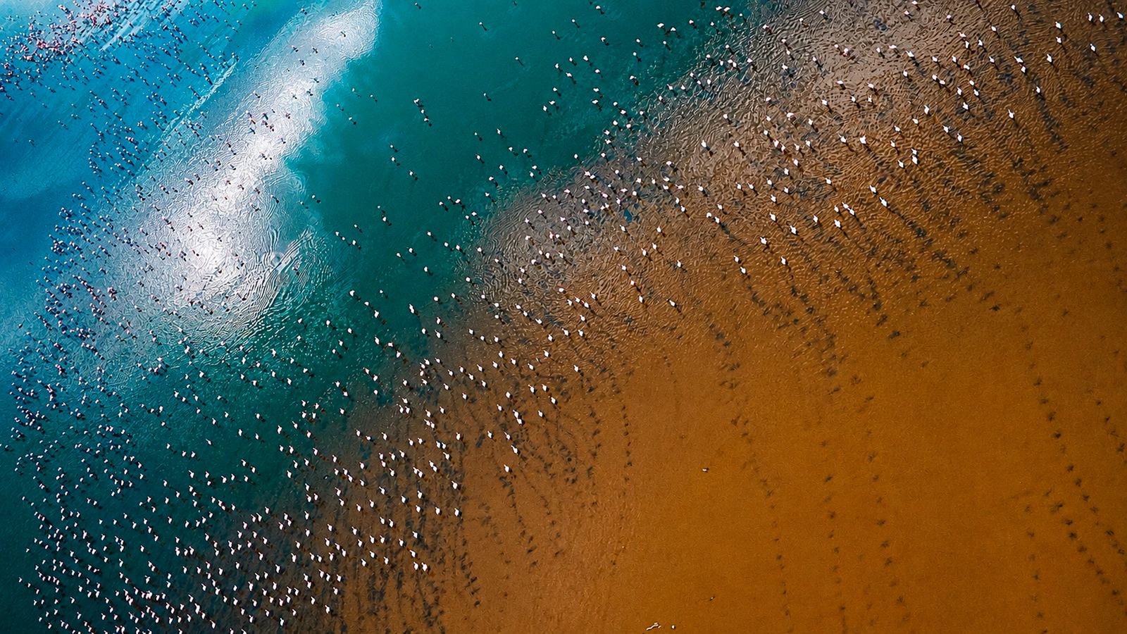 Flamingos seen from above on the alkaline soda lake, on the drive to Lake Natron